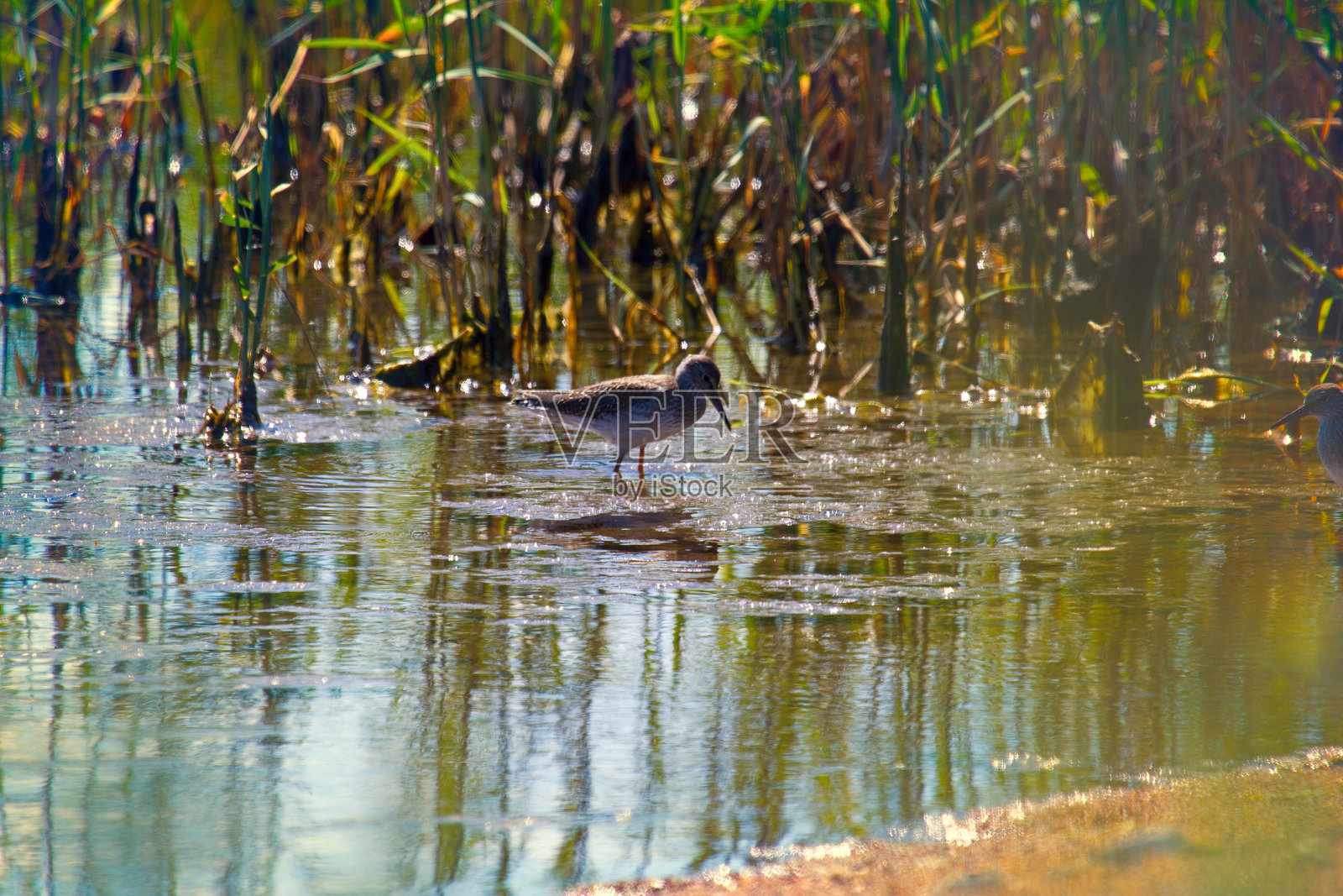 林鹬与孤沙锥在沼泽地上照片摄影图片
