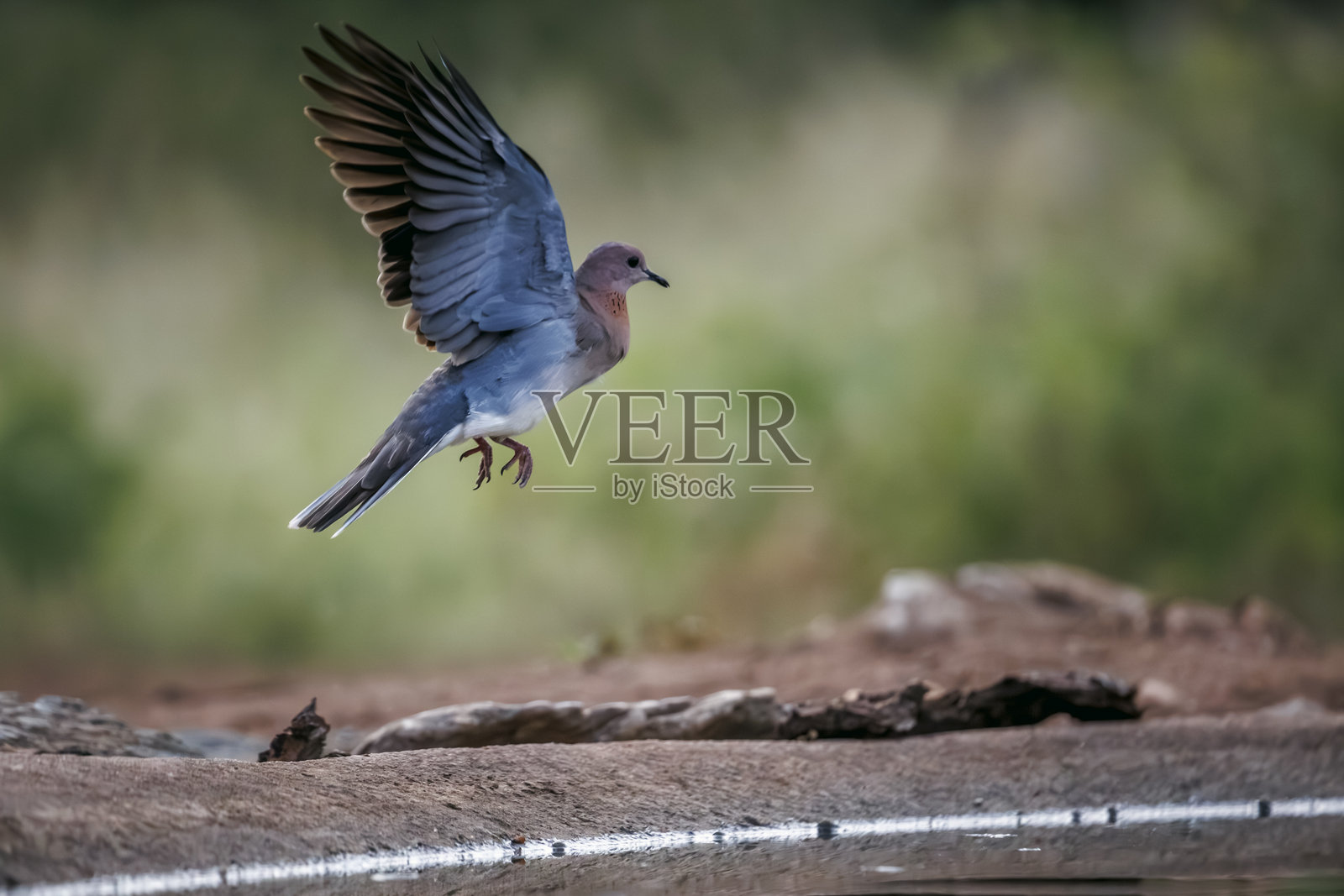 南非大克鲁格国家公园的笑翠鸟照片摄影图片