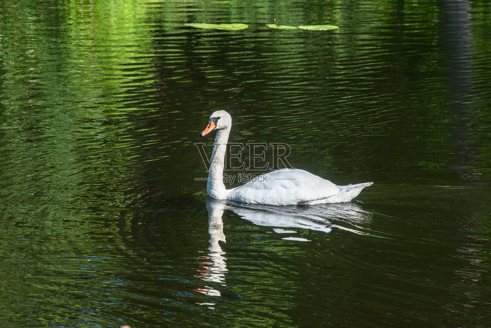 一只白天鹅优雅地滑行在平静的水面上，水面映照着绿色的倒影和睡莲叶，营造出宁静祥和的景象。照片摄影图片