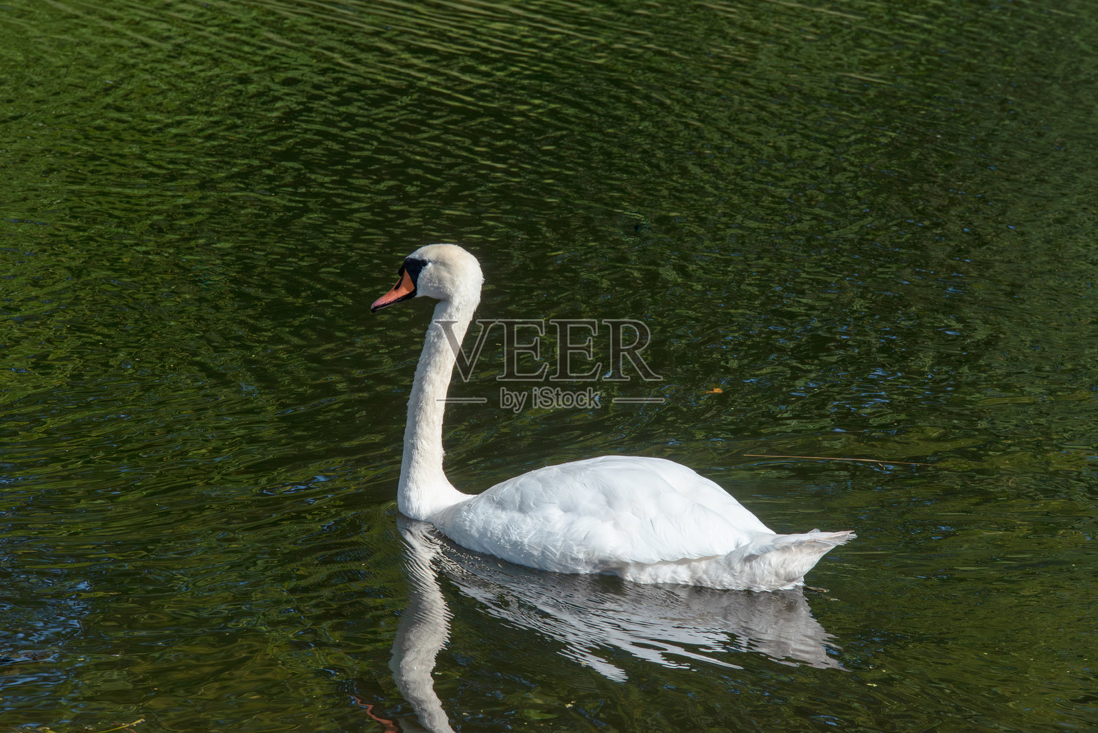 一只优雅的白天鹅宁静地滑过平静的绿水，它的倒影清晰可见。照片摄影图片