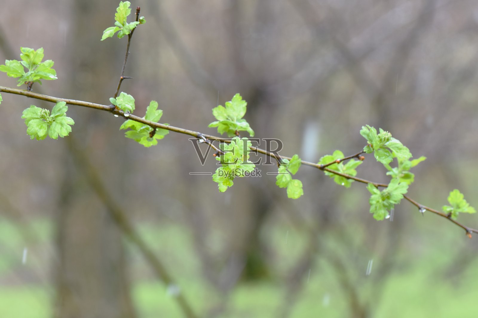 春季枫树新鲜的绿叶，浅景深照片摄影图片