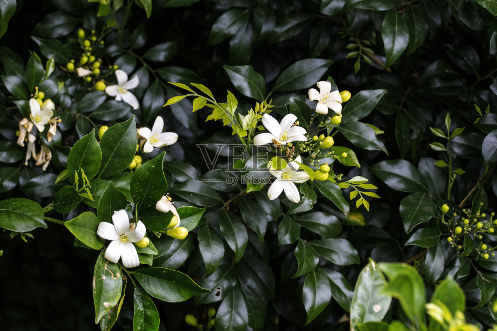橘茉莉（Murraya paniculata）芬芳的白色花朵照片摄影图片
