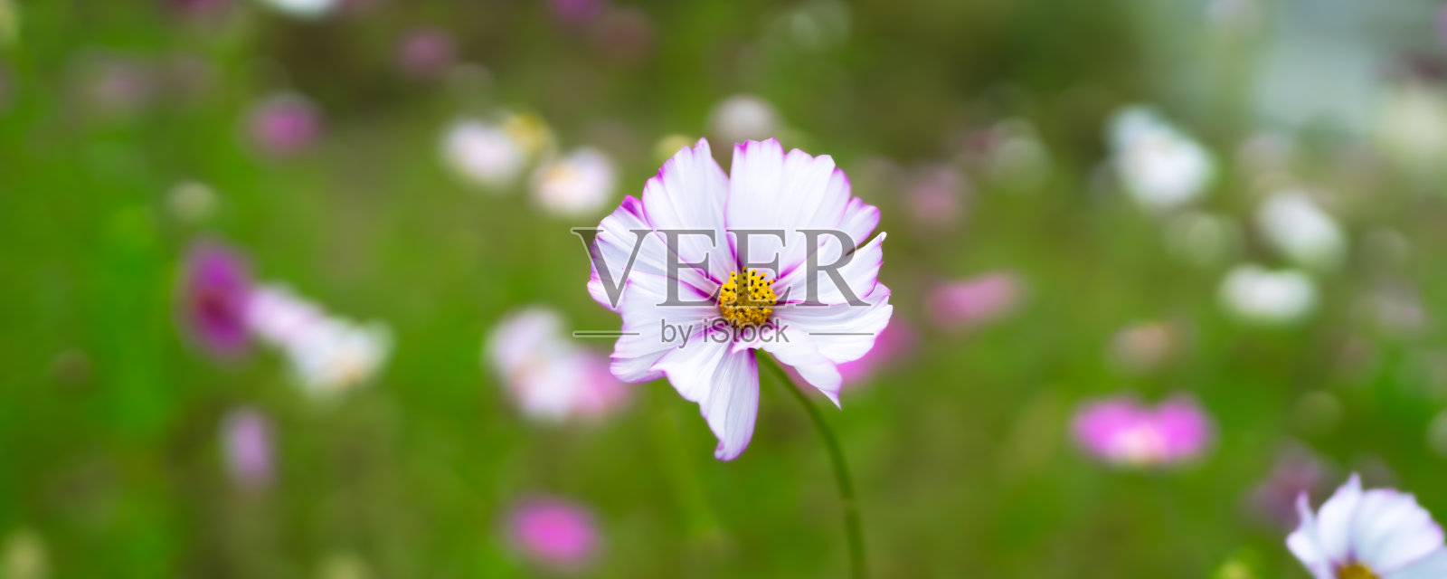 盛开的精致宇宙花特写，背景为柔和的绿色和粉色散景。非常适合用作自然背景、壁纸、贺卡或花卉设计概念。照片摄影图片