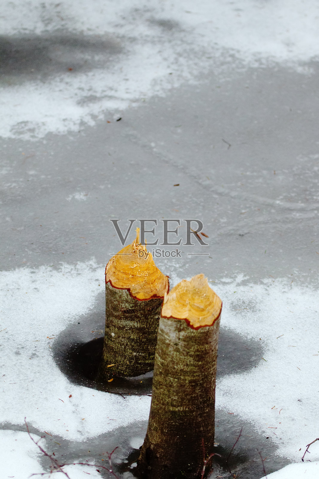 冬季森林中发现的河狸活动痕迹。照片摄影图片