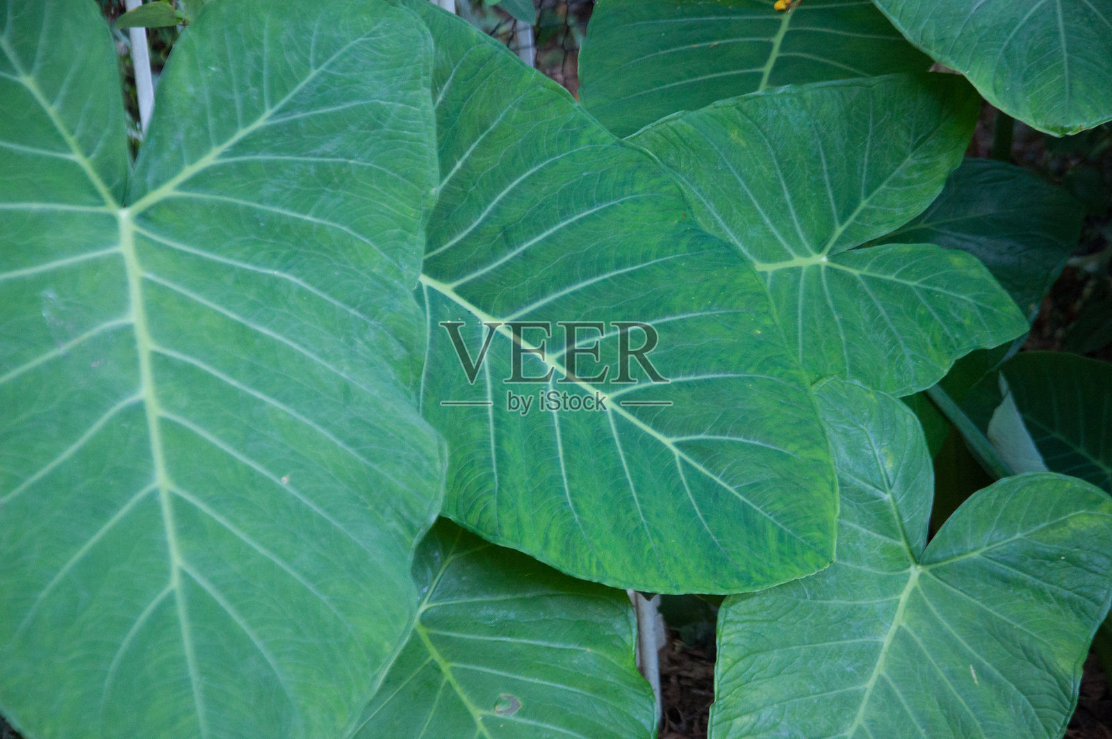 森林中的山药叶照片摄影图片