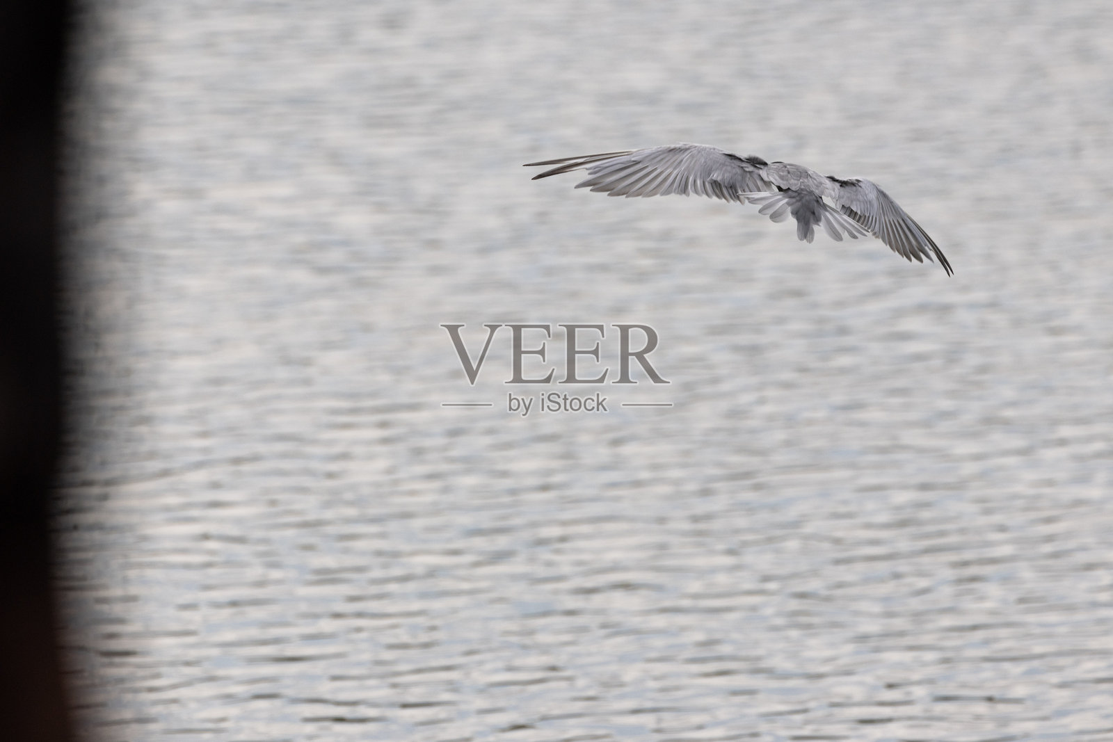 马来西亚湿地迁徙的鸥嘴燕鸥（Gull-billed Tern）照片摄影图片