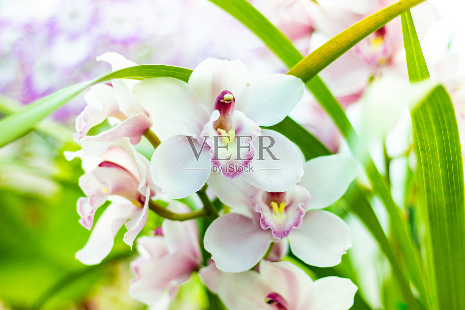 白色兰花特写照片摄影图片