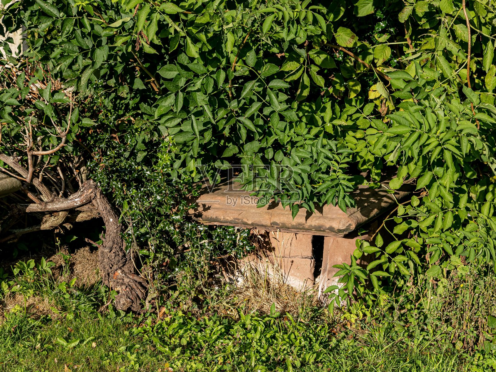 墓碑被茂密的绿叶吞没。照片摄影图片