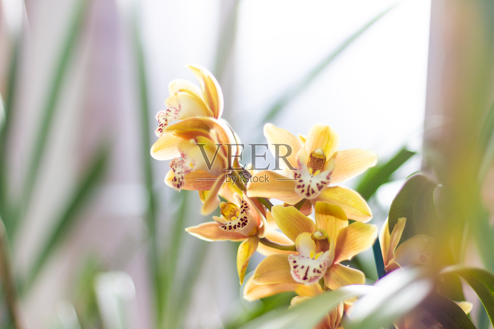 娇艳的黄色兰花特写照片摄影图片