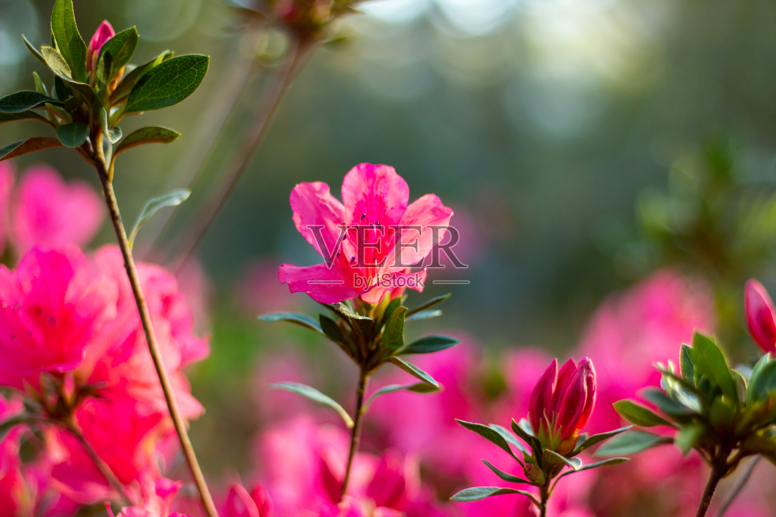 粉色杜鹃花特写照片摄影图片