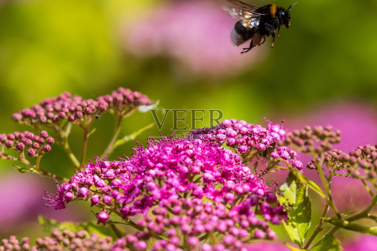 东弗兰德的自然风光照片摄影图片