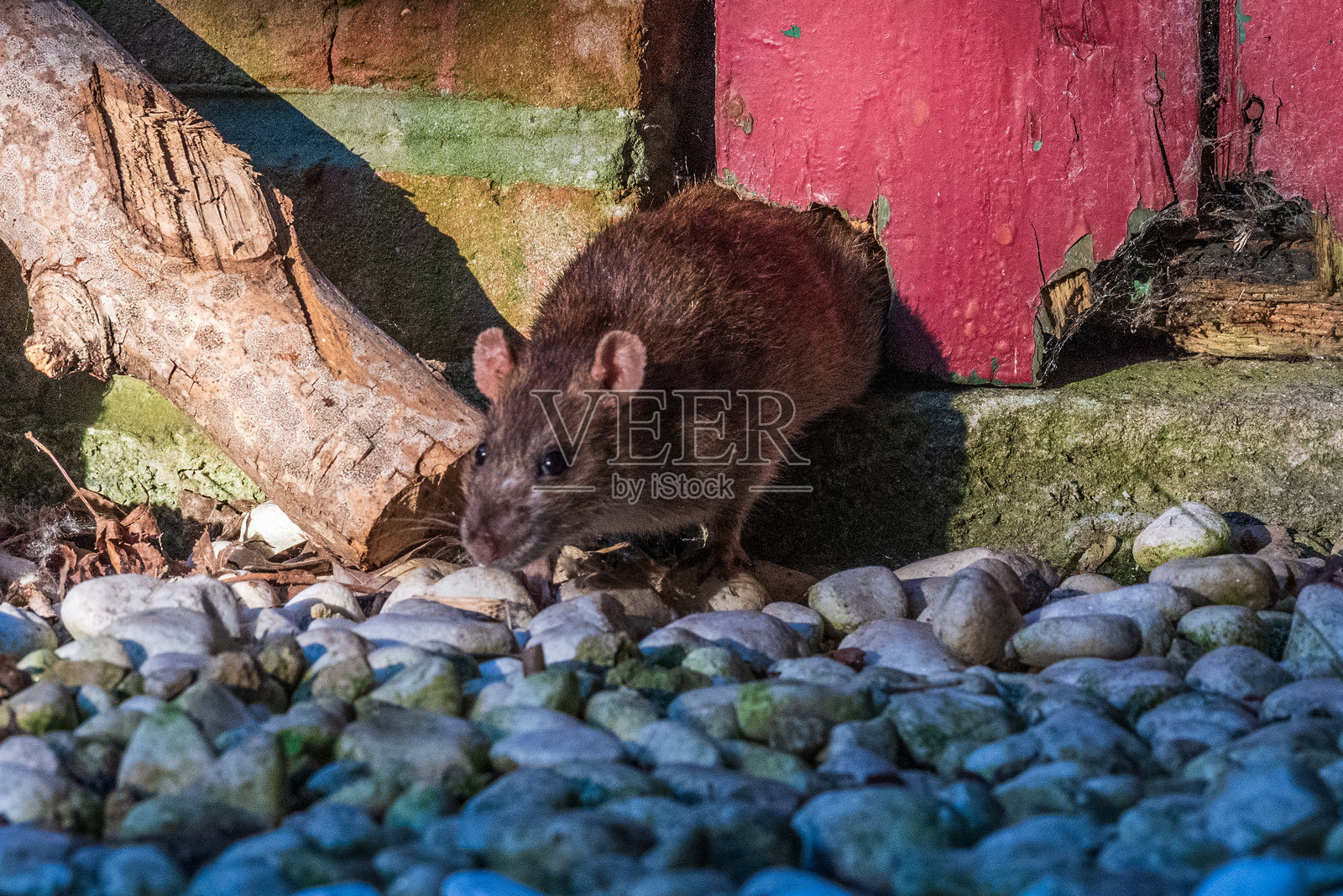 长焦镜头拍摄的老鼠照片摄影图片