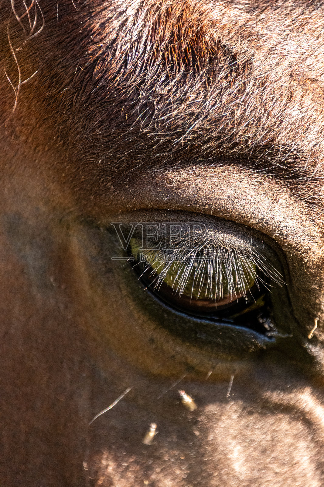 在生态徒步圆顶帐篷营地照片摄影图片