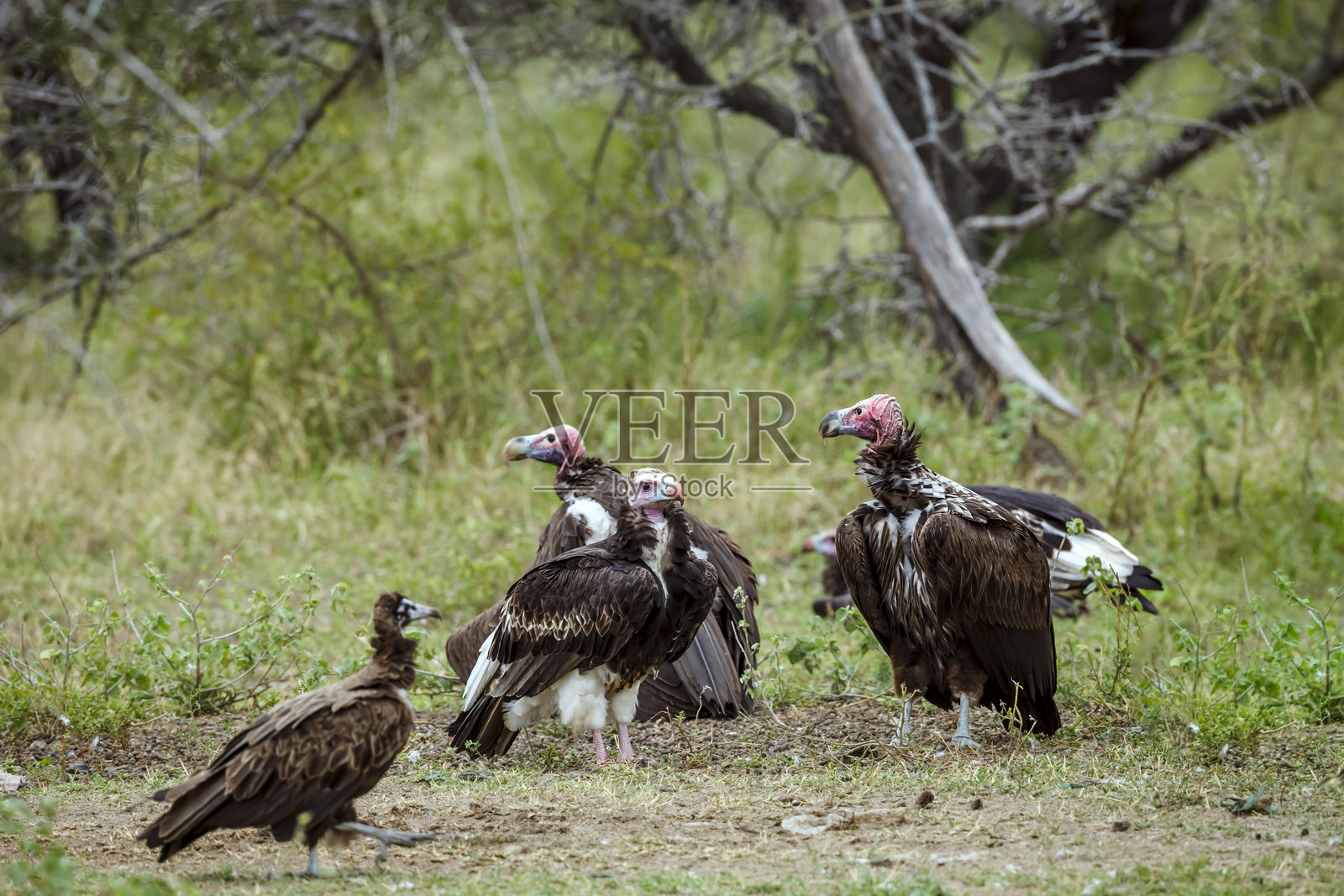 南非大克鲁格国家公园的白颈鸦。(Lappet-faced Vulture)照片摄影图片