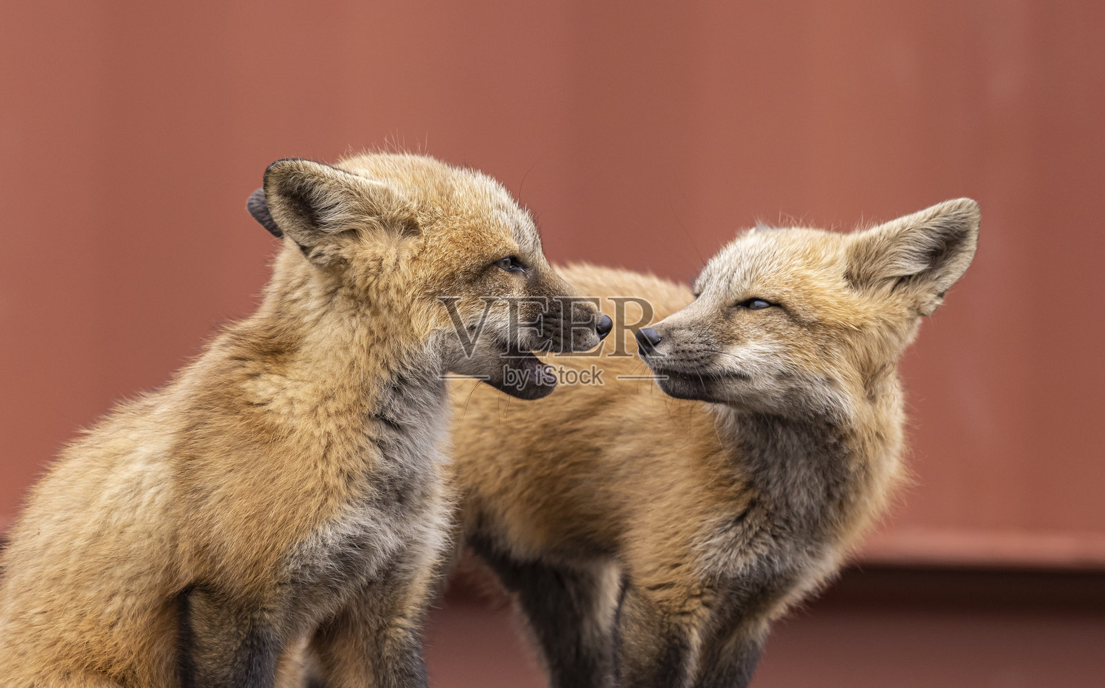 小红狐照片摄影图片