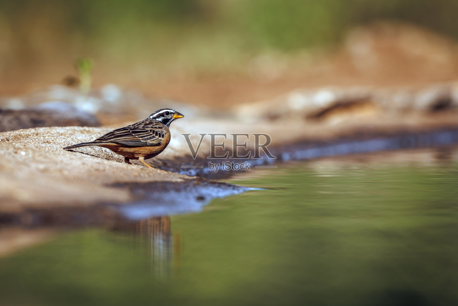 南非大克鲁格国家公园的肉桂腹噪鹀照片摄影图片