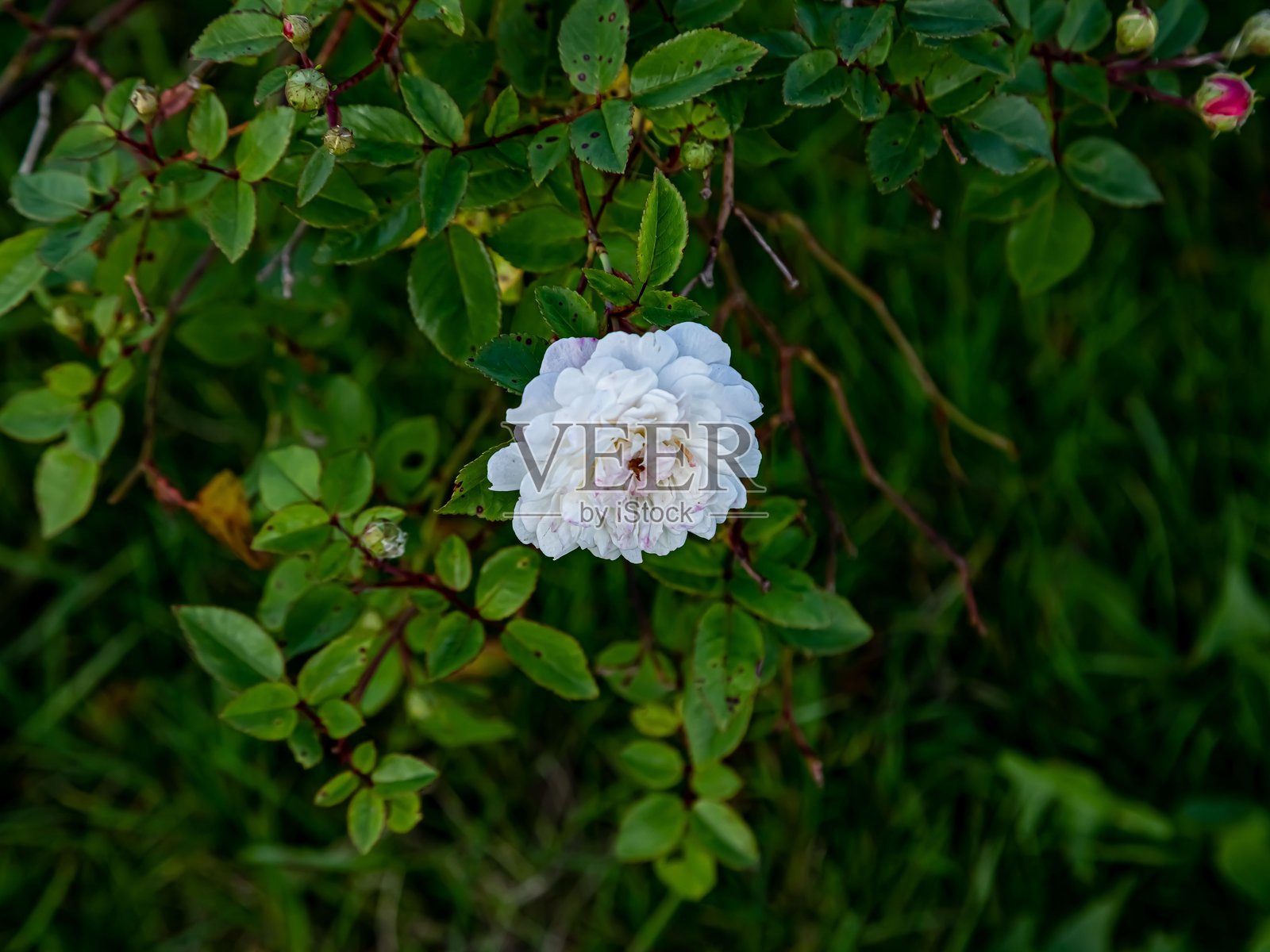 墓地里的一枝白玫瑰照片摄影图片