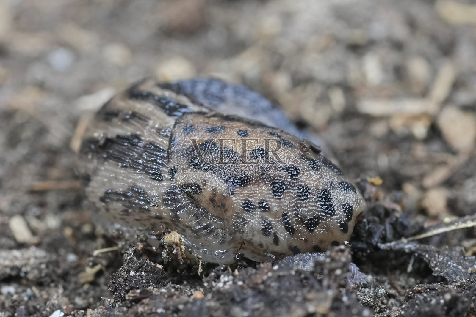 特写镜头：大灰蛞蝓，也称豹纹蛞蝓（Limax maximus）照片摄影图片
