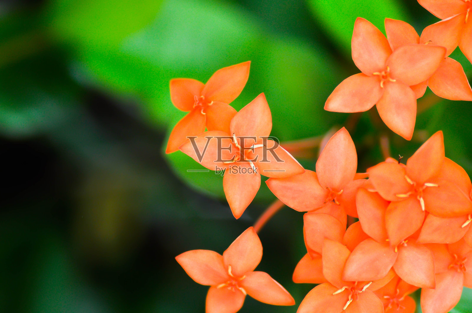 朱槿，喜林芋属，或泽菲兰，或西印度茉莉，以及橙色花朵照片摄影图片