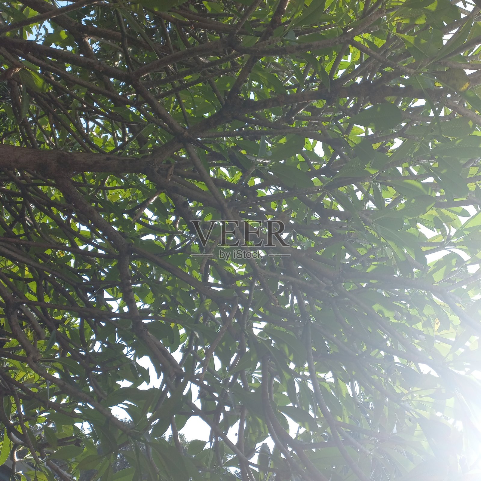 阳光下的树木美景 | 无滤镜自然风光图照片摄影图片