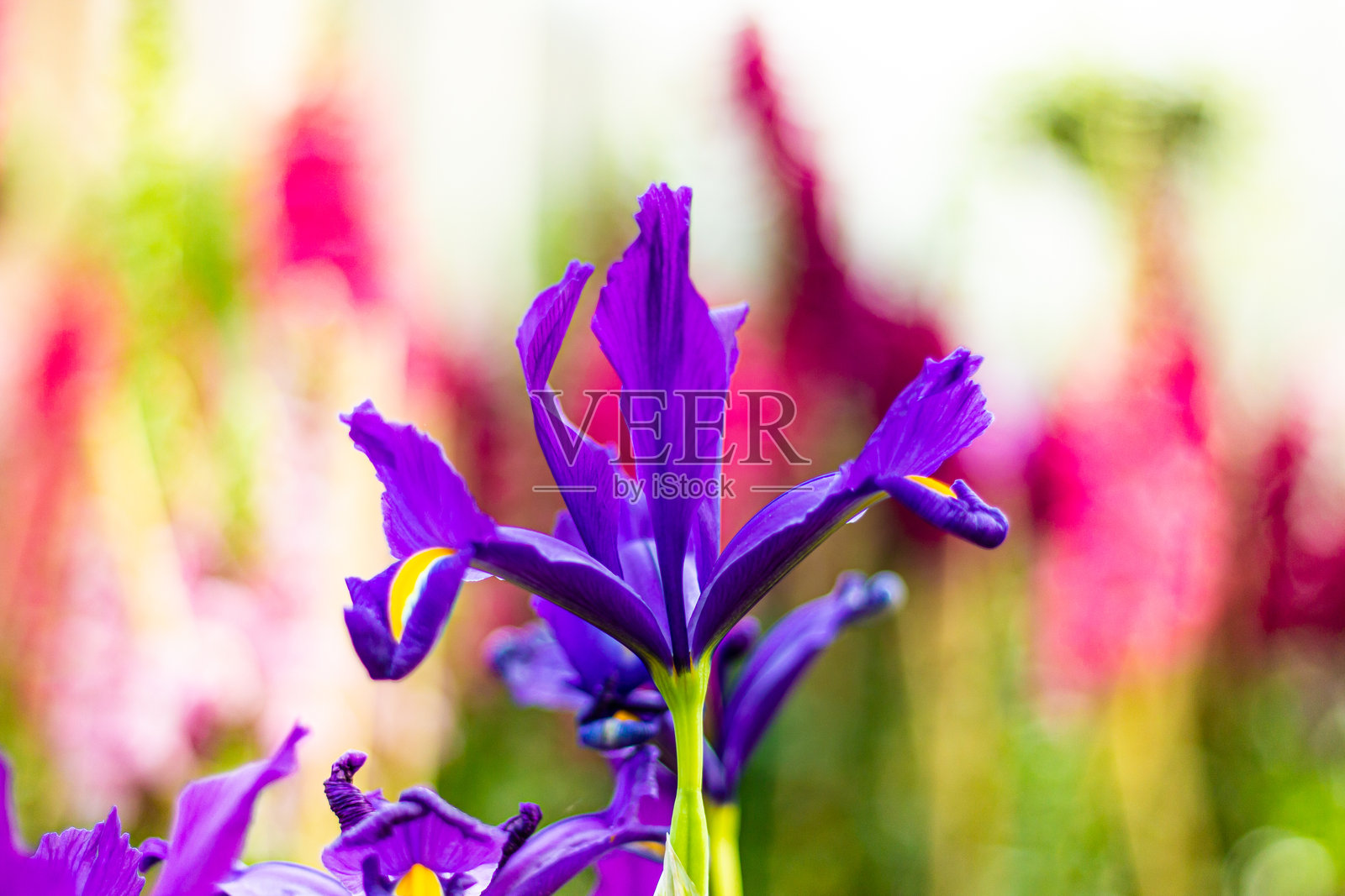 美丽的紫色鸢尾花特写照片摄影图片