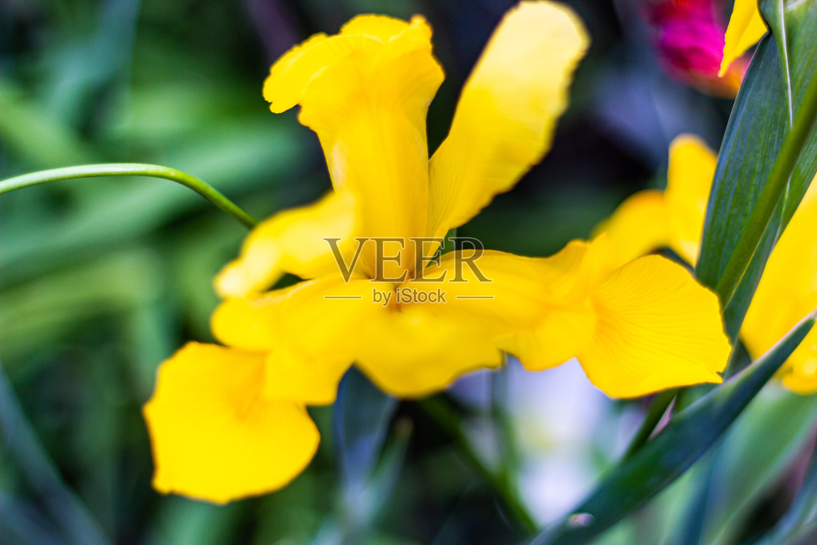 美丽的黄色鸢尾花特写照片摄影图片