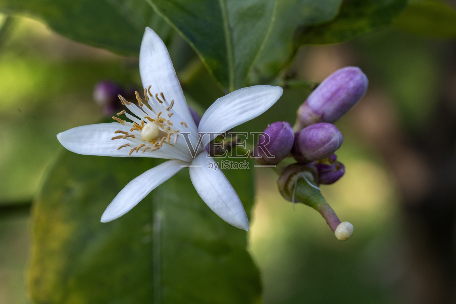 单朵星形青柠花照片摄影图片