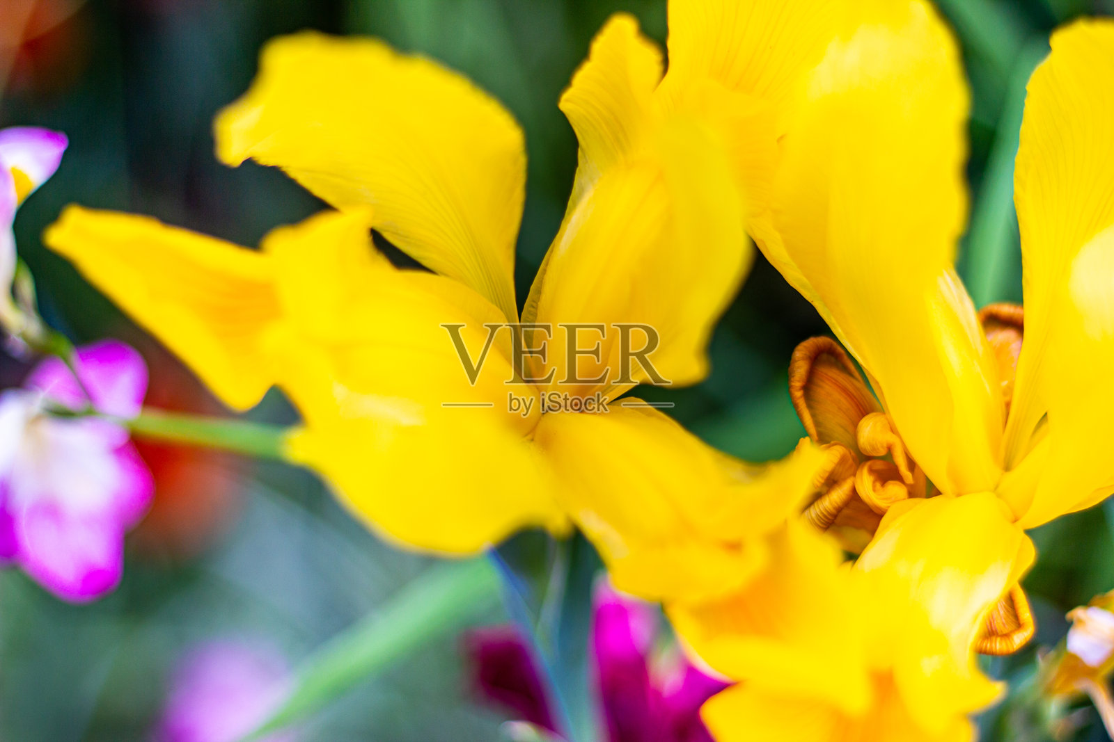 美丽的黄色鸢尾花特写照片摄影图片