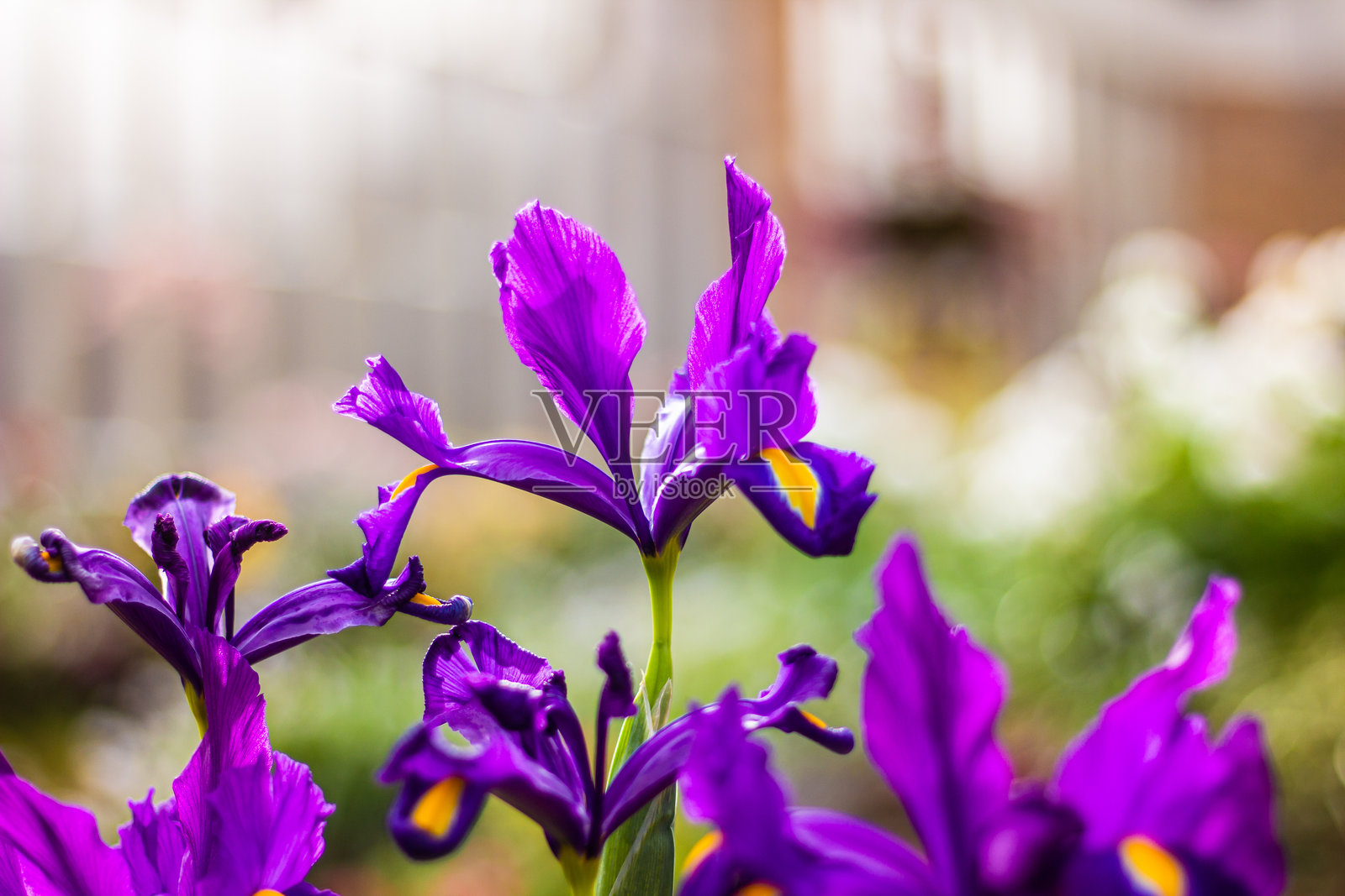 美丽的紫色鸢尾花特写照片摄影图片