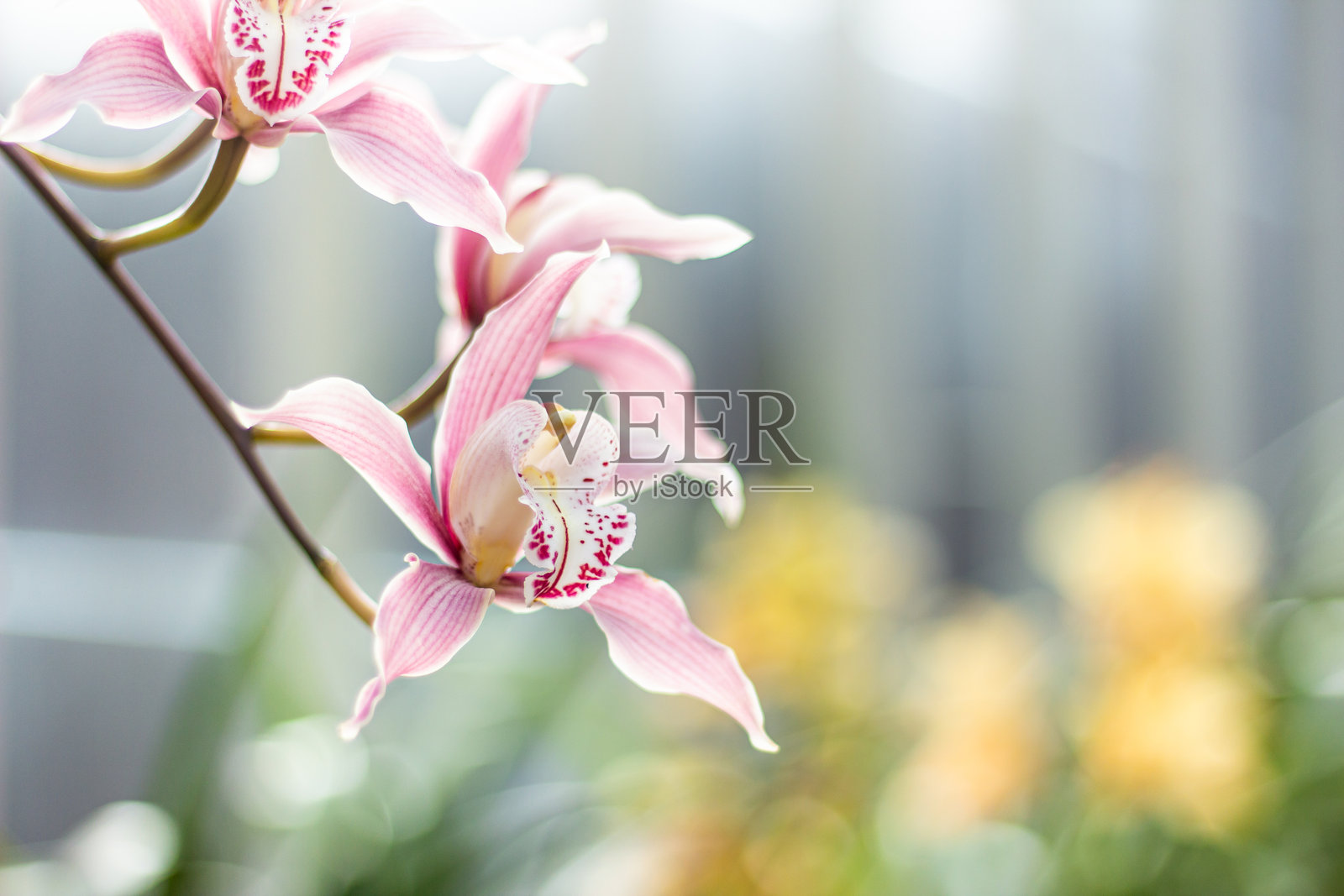 美丽的粉色兰花特写照片摄影图片