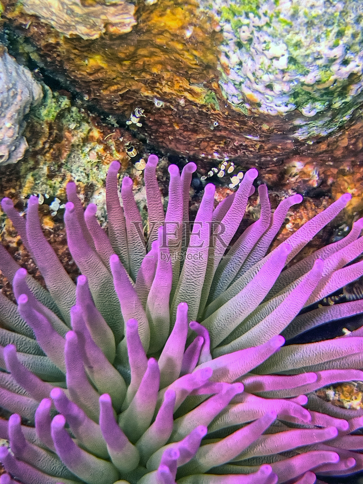海葵在博奈尔水下照片摄影图片