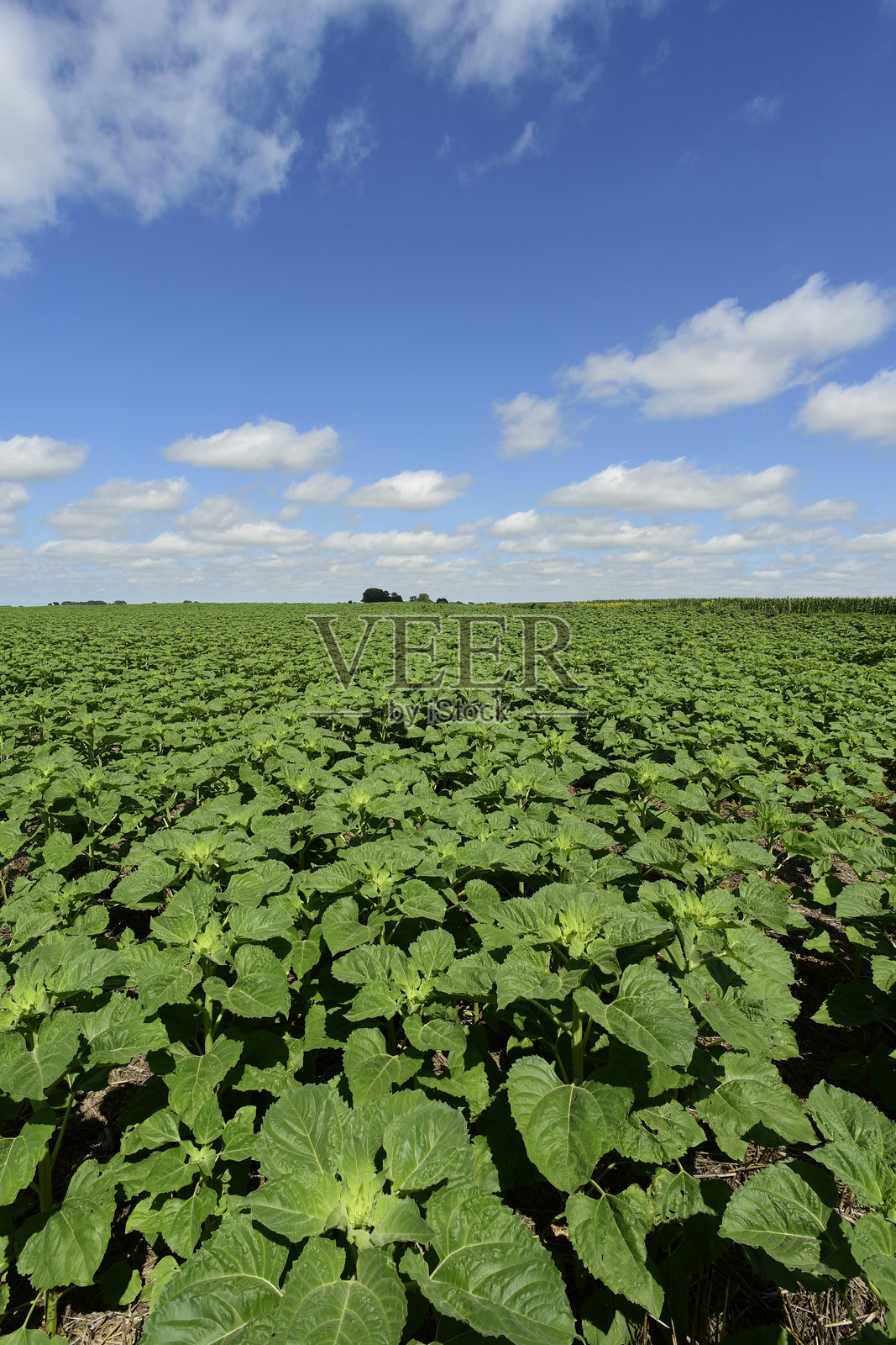 春日阿根廷拉潘帕的绿色向日葵田，乡村风景和农业经济。照片摄影图片