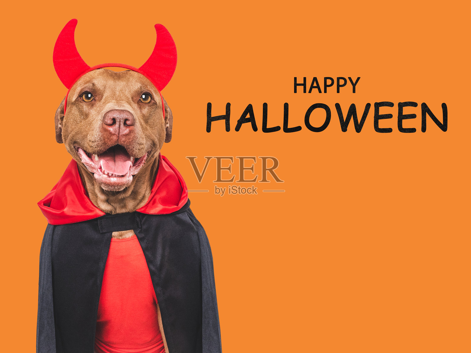 万圣节快乐。可爱的狗狗和祝贺的文字照片摄影图片