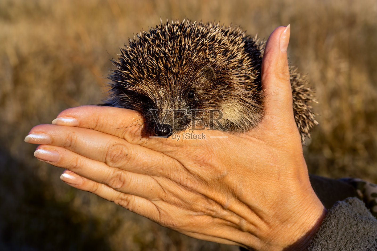 特写：野刺猬在女士手中。秋季，十一月，草原。照片摄影图片