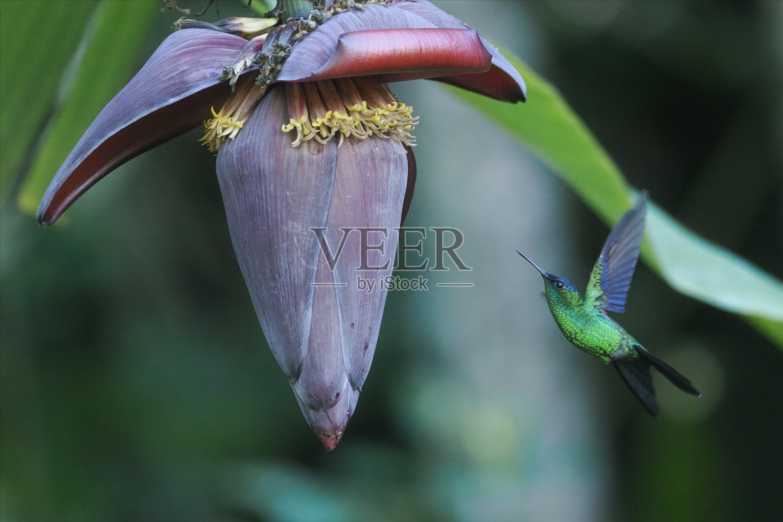 一只雄性紫顶蜂鸟正在接近一朵香蕉花照片摄影图片