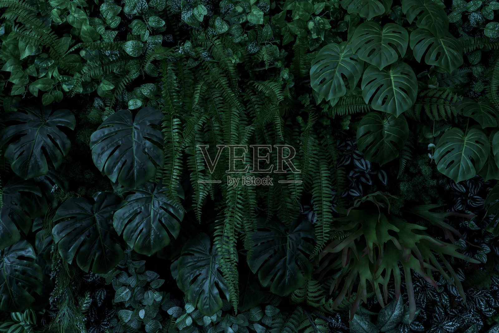 抽象的绿色叶子纹理，自然背景，热带叶子照片摄影图片