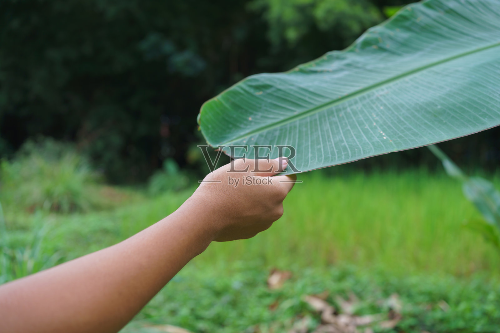 手触碰绿叶照片摄影图片