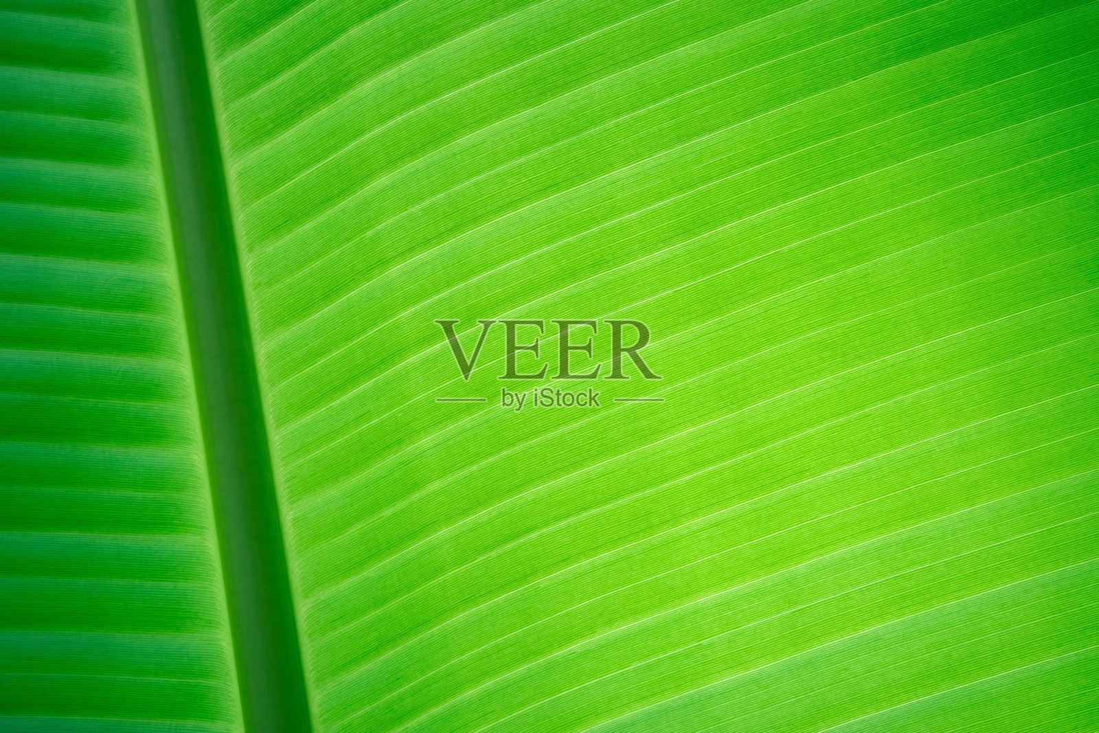 阳光下的香蕉叶纹理照片摄影图片