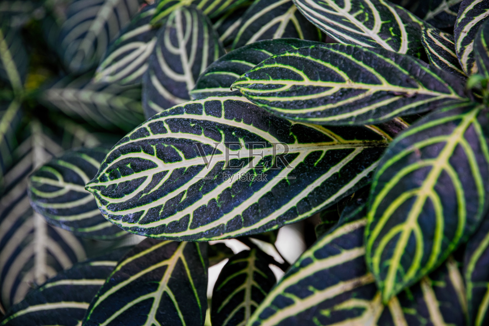 绿色的新鲜叶子背景和纹理照片摄影图片