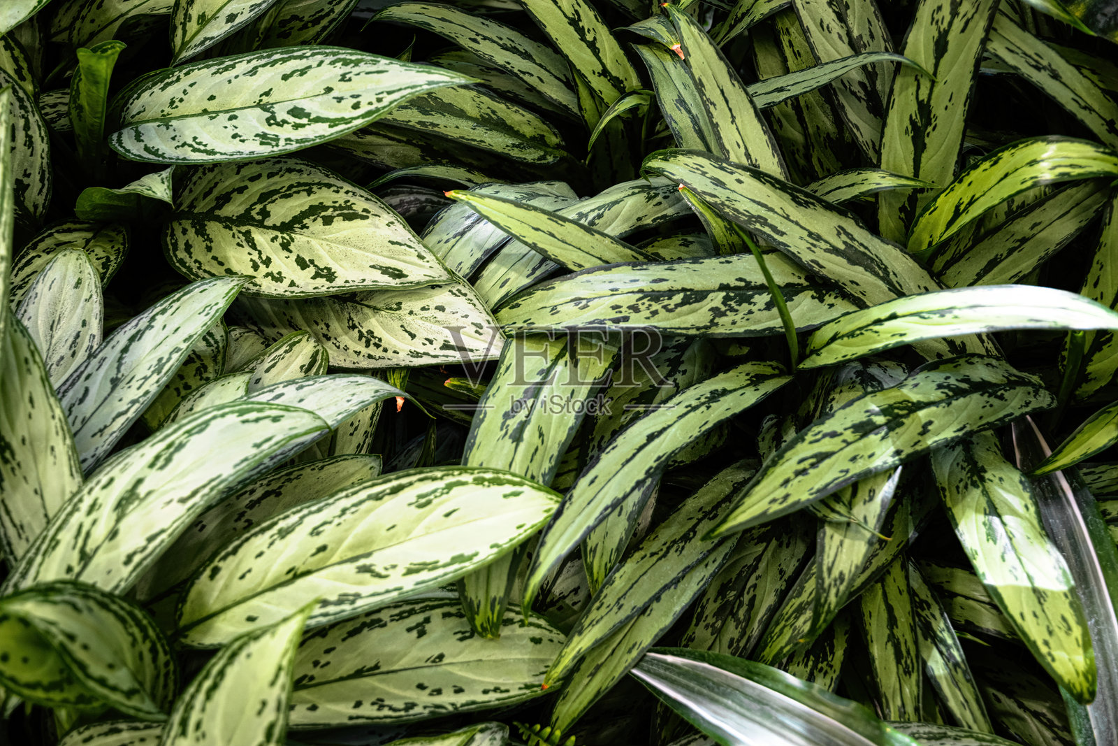 绿色新鲜叶子背景和纹理照片摄影图片