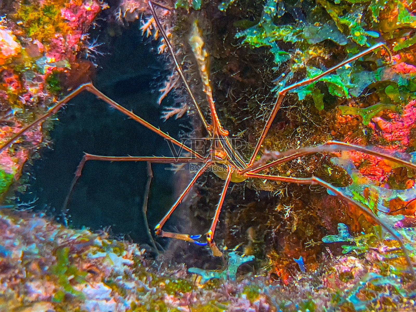 黄线箭蟹（Stenorhynchus seticornis）照片摄影图片