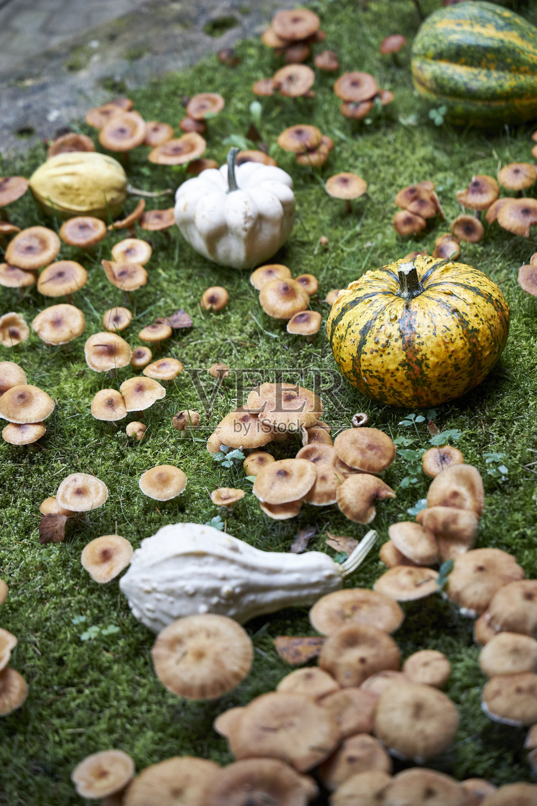 五彩的南瓜和蘑菇在绿草地上构成一幅乡村秋收景象。是感恩节、万圣节、有机食品和乡村生活方式概念的完美季节性背景。照片摄影图片