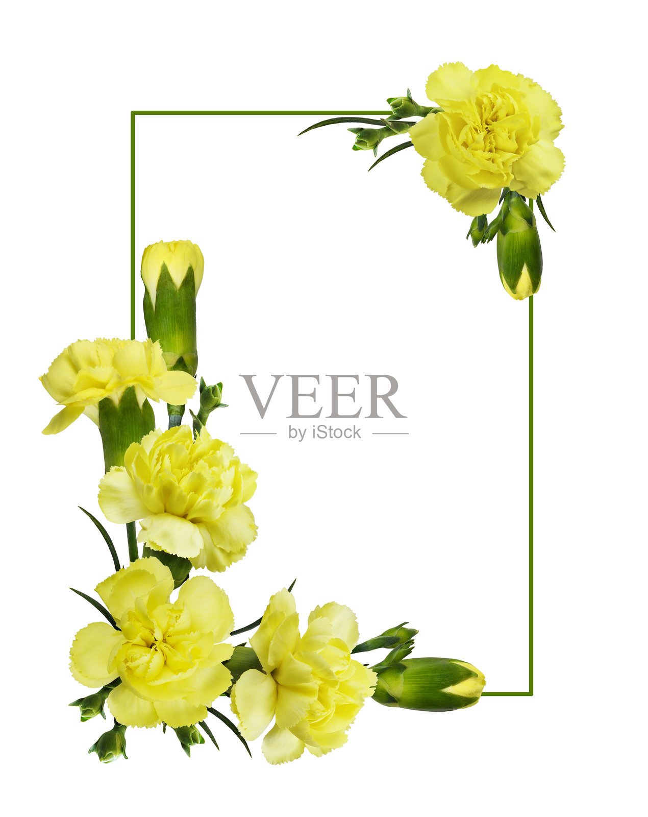 黄康乃馨花卉在花艺角落布置，绿色边框，孤立在白色背景上照片摄影图片