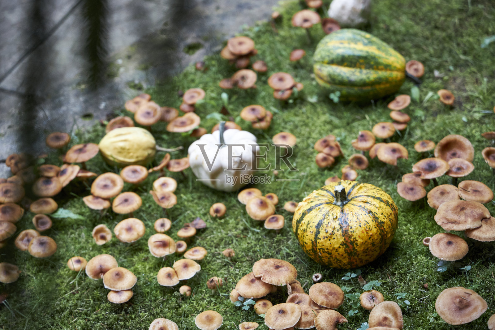 五彩缤纷的南瓜和蘑菇铺在绿草地上，构成了一幅质朴的秋季丰收景象。这是感恩节、万圣节、有机食品和乡村生活方式概念的完美季节性背景。照片摄影图片