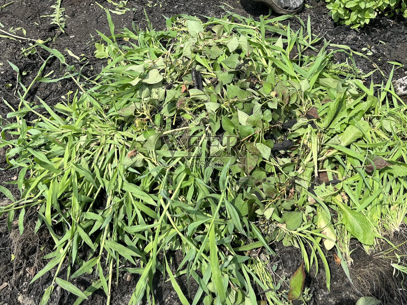 除草照片摄影图片