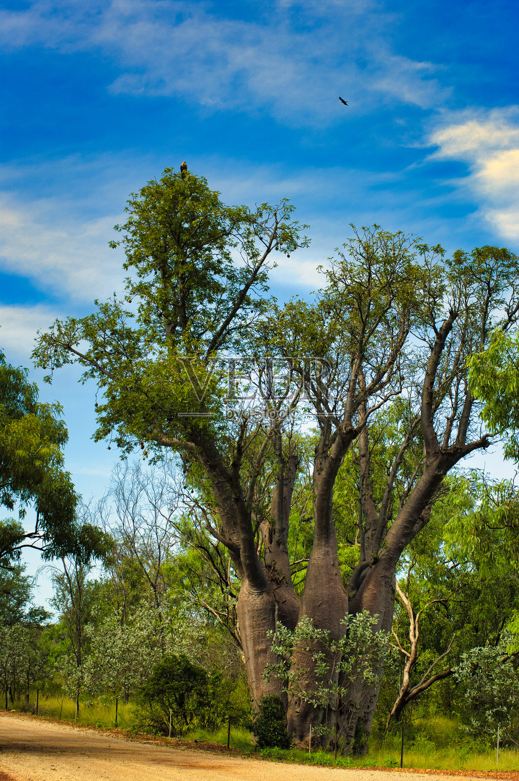 澳大利亚热带北部的多树干猴面包树照片摄影图片