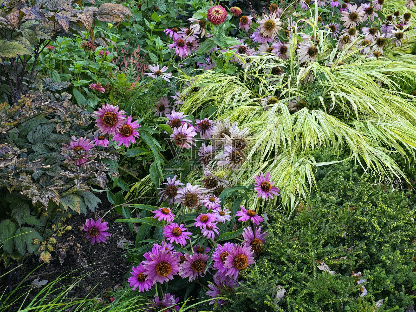 2025年8月23日，阳光明媚的早晨，在温哥华耶维尔镇乔治·韦恩伯恩公园内，从海滨步道绿道的行人小径望去，可以看到盛开的鲜花和植物。照片摄影图片