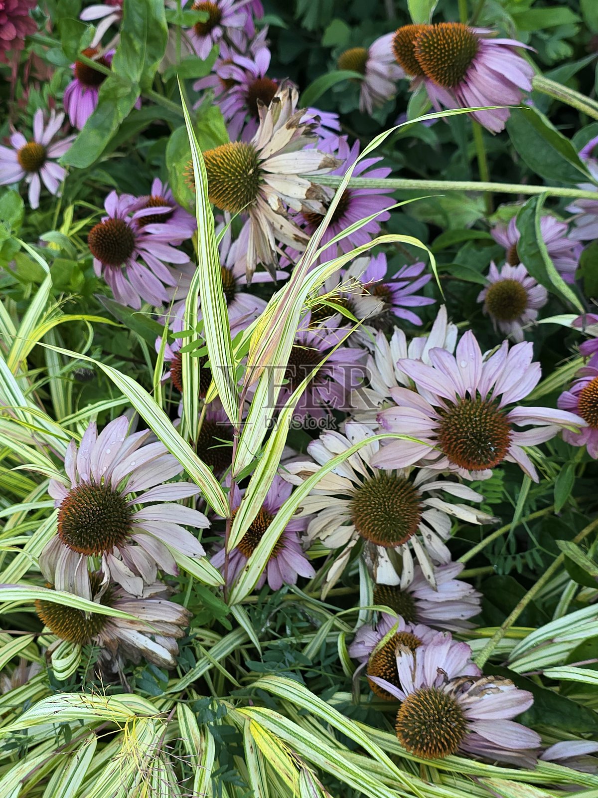 2025年8月23日，阳光明媚的早晨，在温哥华耶鲁镇乔治·韦恩伯恩公园看到的鲜花和植物，从海滨海堤绿道的步行道上望去。照片摄影图片