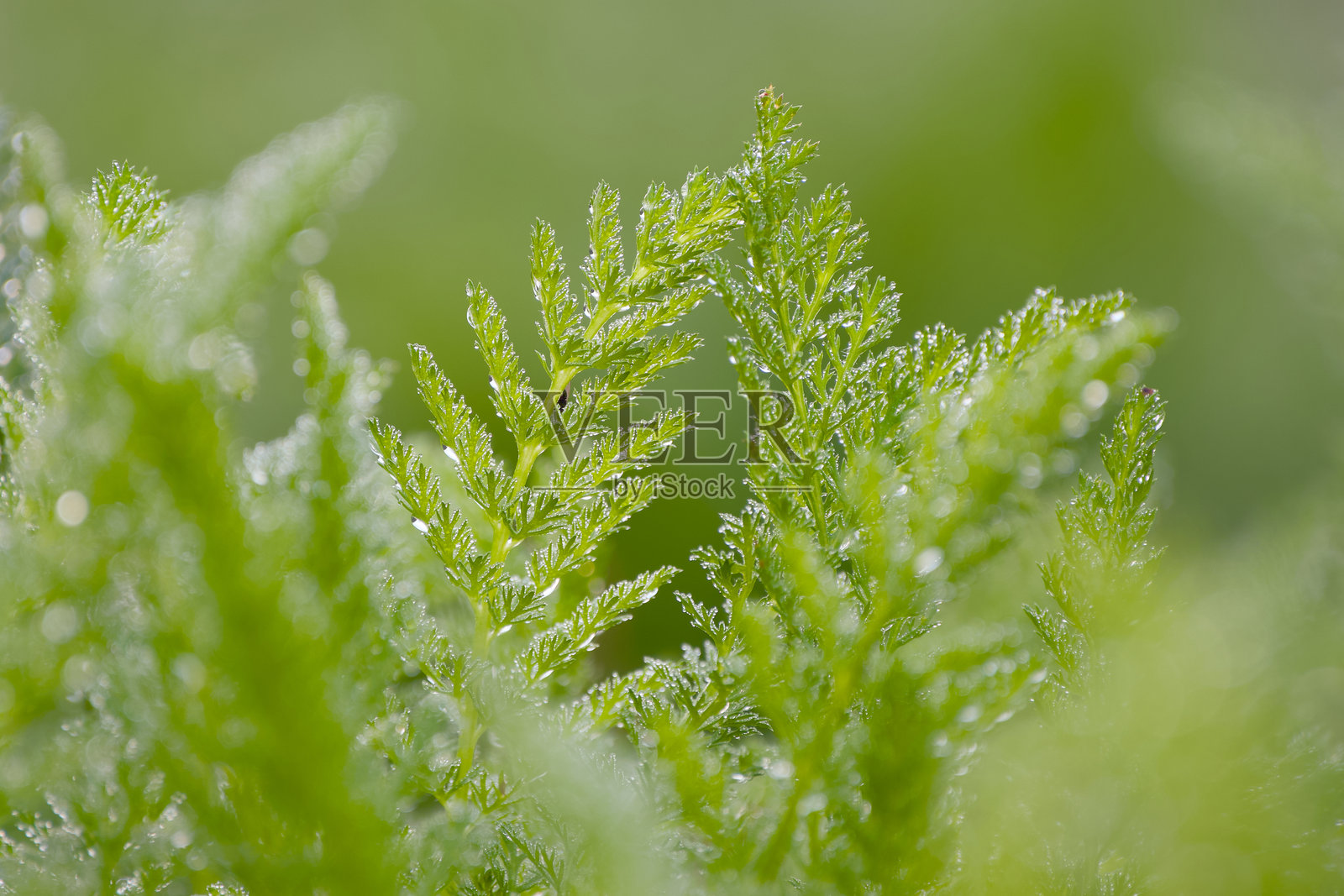 特写一株常见蓍草的叶子照片摄影图片