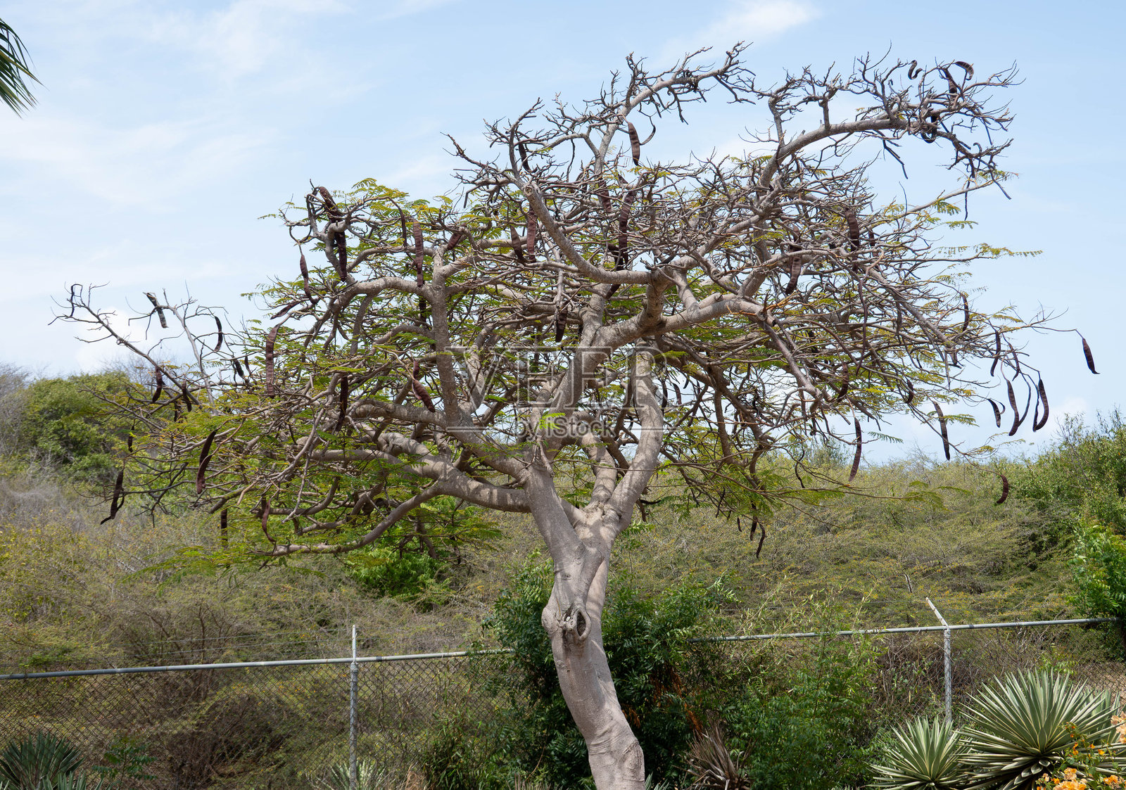 大花扁担树照片摄影图片